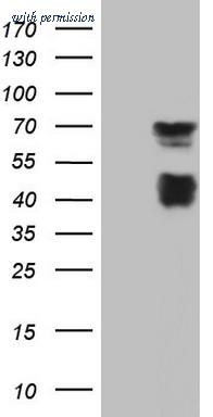 OriGene TA805130 image 1