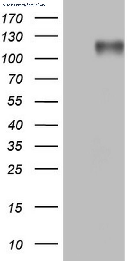 OriGene TA805131S image 1