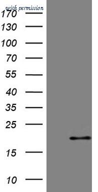 OriGene TA805241 image 1