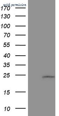 OriGene TA805267S image 1