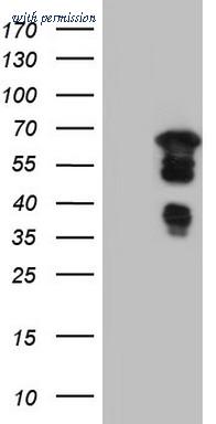 OriGene TA805346S image 1