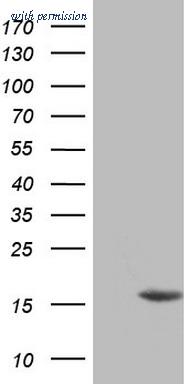 OriGene TA805348S image 1