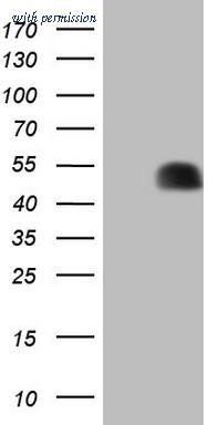 OriGene TA805351S image 1