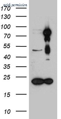 OriGene TA805393 image 1