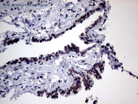 OriGene TA805492 image 1