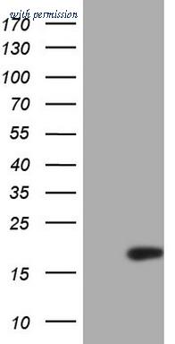OriGene TA805497S image 1