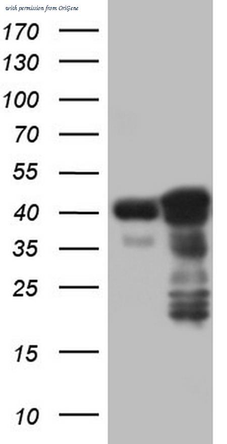 OriGene TA805505S image 1