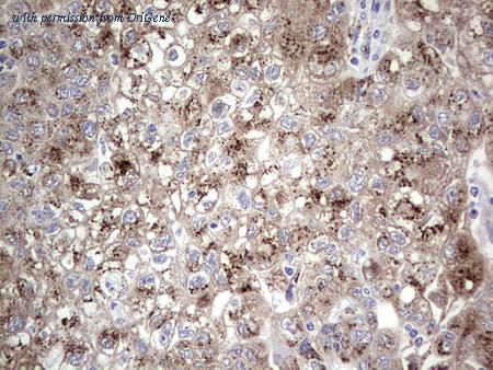 OriGene TA805636S image 1