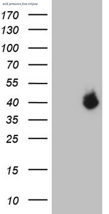 OriGene TA805647S image 1