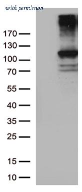 OriGene TA805656S image 1