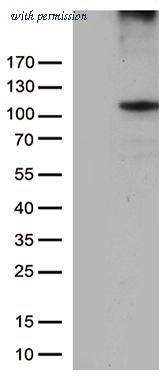 OriGene TA805671S image 1