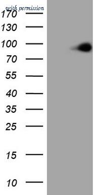 OriGene TA805763S image 1