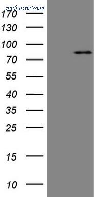 OriGene TA805764S image 1