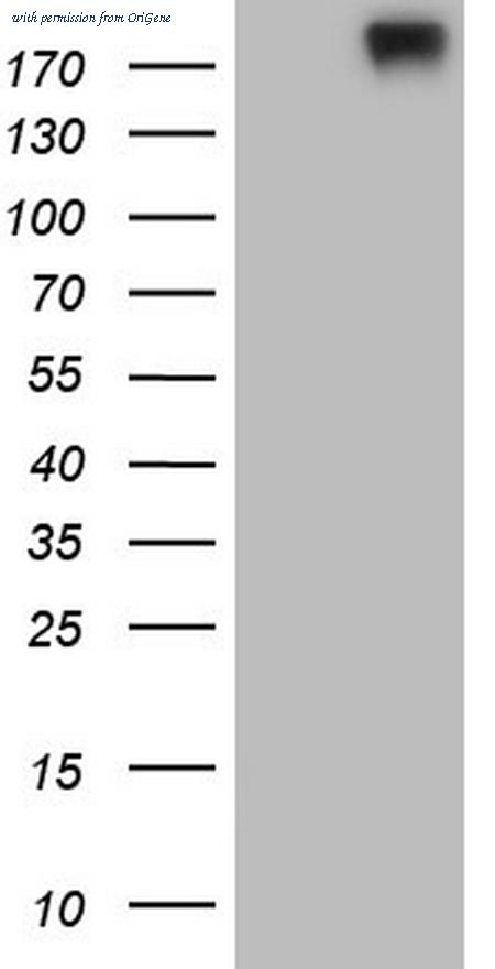 OriGene TA805811S image 1
