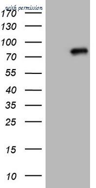 OriGene TA805982S image 1