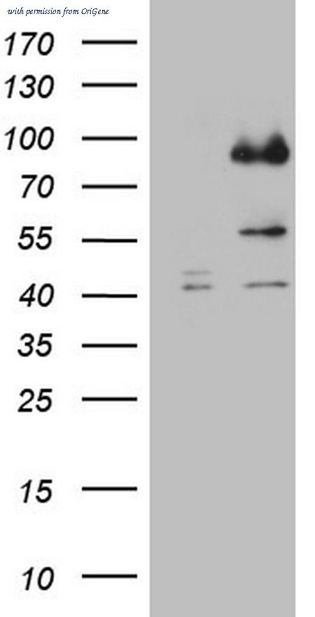 OriGene TA806009S image 1