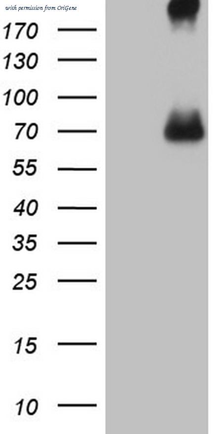 OriGene TA806031S image 1