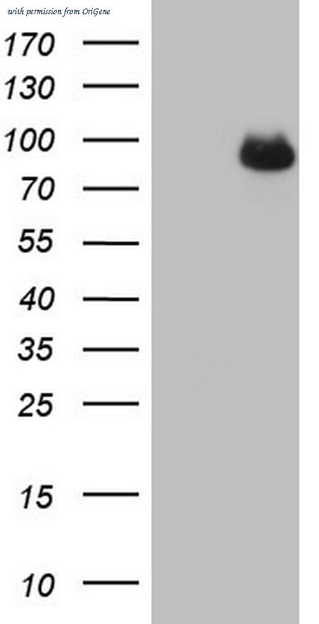 OriGene TA806033S image 1
