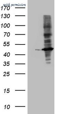 OriGene TA806066S image 1