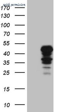 OriGene TA806161S image 1