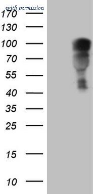 OriGene TA806187S image 1
