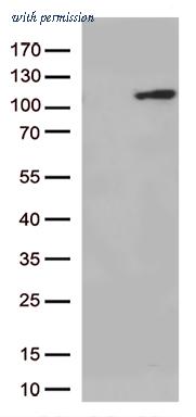 OriGene TA806188S image 1