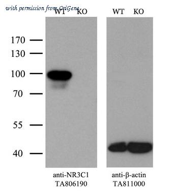 OriGene TA806190S image 1