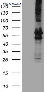 OriGene TA806240S image 1