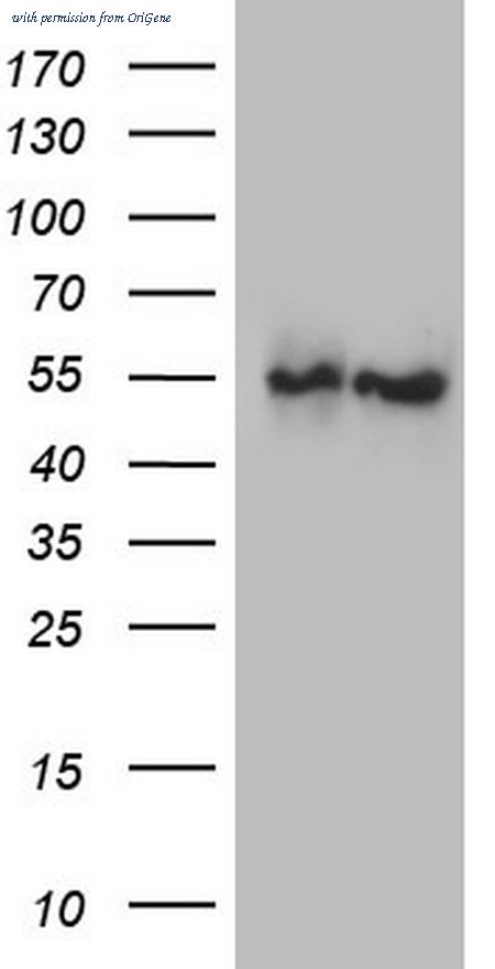 OriGene TA806289S image 1