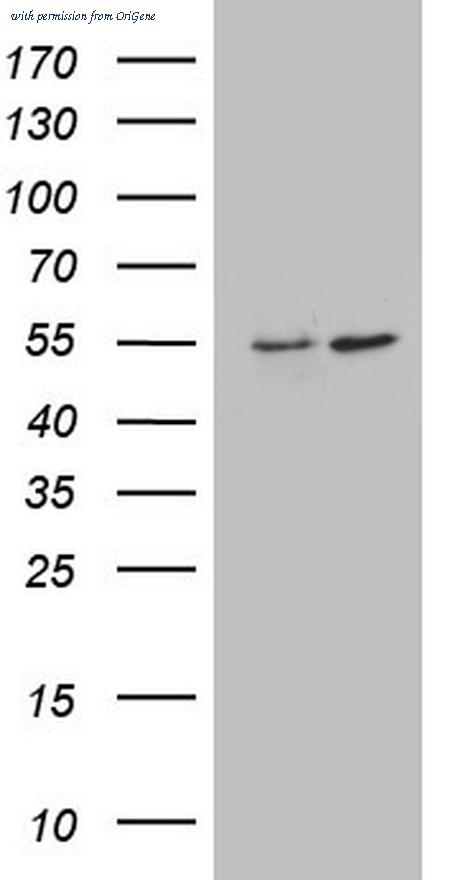 OriGene TA806295S image 1