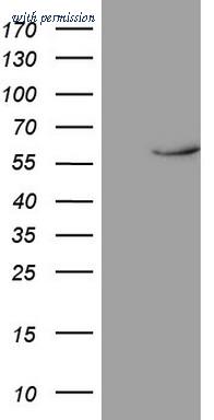 OriGene TA806365S image 1
