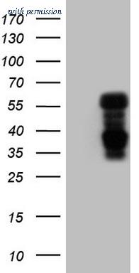 OriGene TA806366S image 1
