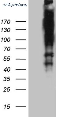 OriGene TA806410 image 1