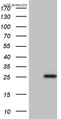 OriGene TA806456S image 1