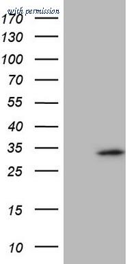 OriGene TA806559S image 1