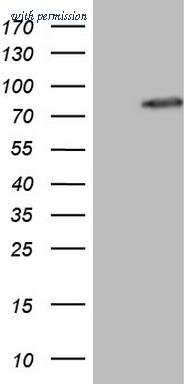 OriGene TA806569S image 1