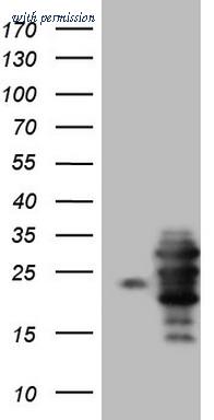 OriGene TA806605S image 1