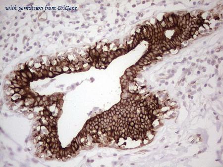 OriGene TA806702S image 1