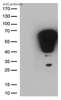 OriGene TA806977S image 1