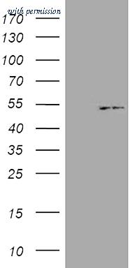 OriGene TA806997 image 1