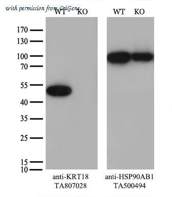 OriGene TA807028S image 1