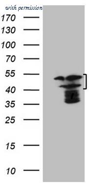 OriGene TA807042S image 1