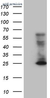OriGene TA807198S image 1