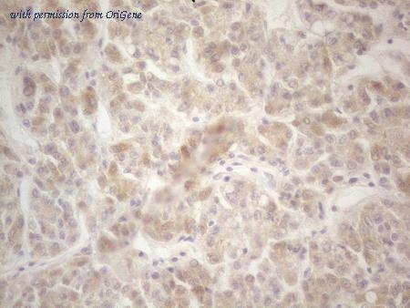 OriGene TA807219S image 1
