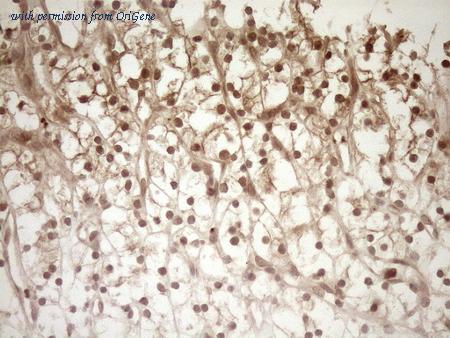 OriGene TA807224S image 1