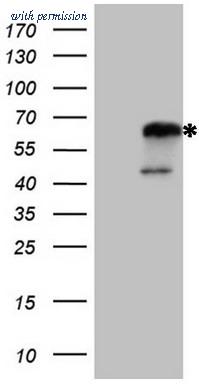 OriGene TA807229S image 1