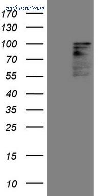 OriGene TA807257S image 1