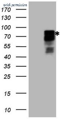 OriGene TA807258S image 1