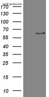OriGene TA807305S image 1