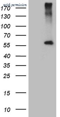 OriGene TA807318S image 1